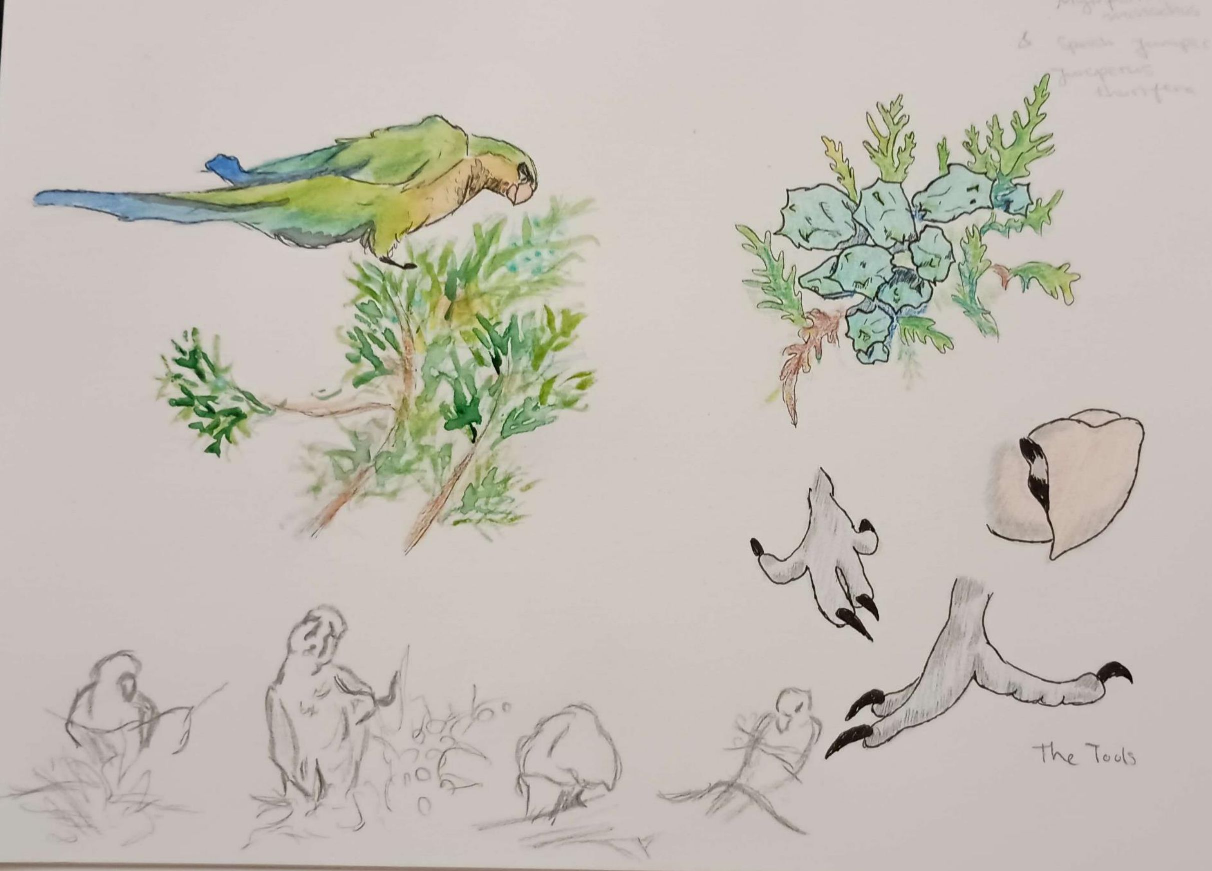 Green Parakeet eating Juniper study-Watercolor, Pencil, and Pen